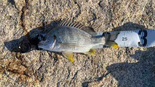 キチヌの釣果