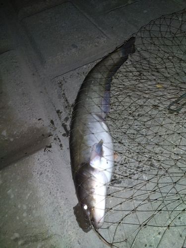 ナマズの釣果