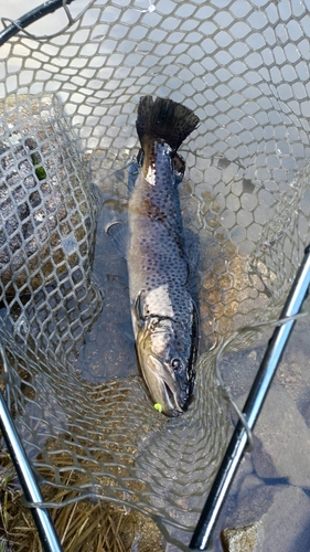 ブラウントラウトの釣果