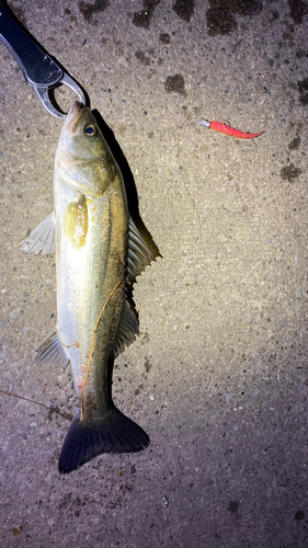 シーバスの釣果