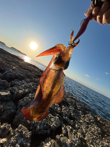 アオリイカの釣果