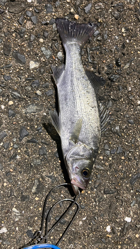 セイゴ（ヒラスズキ）の釣果