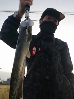 マナマズの釣果