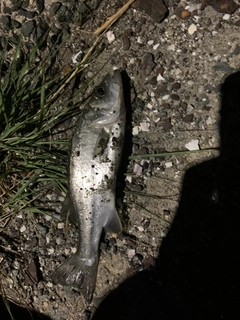 セイゴ（マルスズキ）の釣果