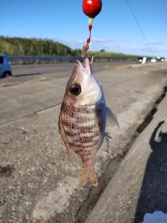 チャリコの釣果