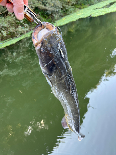 ナマズの釣果