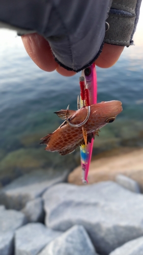 オオモンハタの釣果