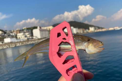 オキエソの釣果