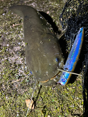 ナマズの釣果