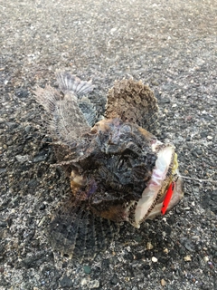 トウベツカジカの釣果