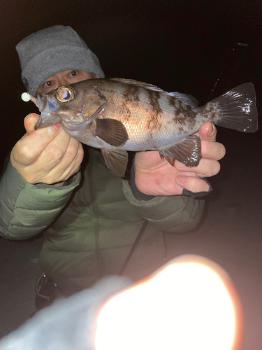 シロメバルの釣果