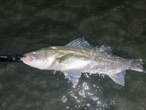 スズキの釣果