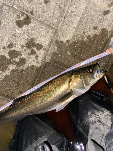 シーバスの釣果