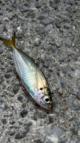 マアジの釣果