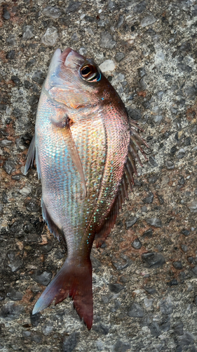 マダイの釣果