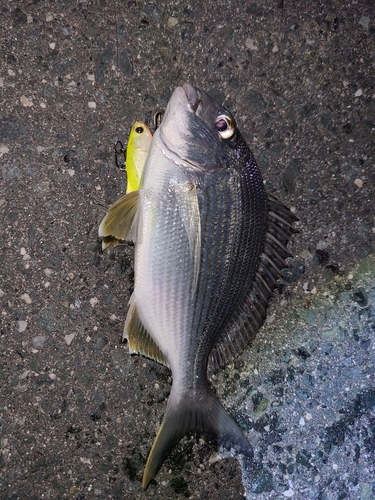 ヘダイの釣果