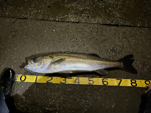 シーバスの釣果