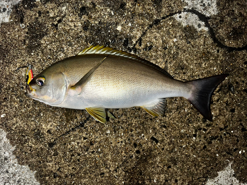 イサキの釣果