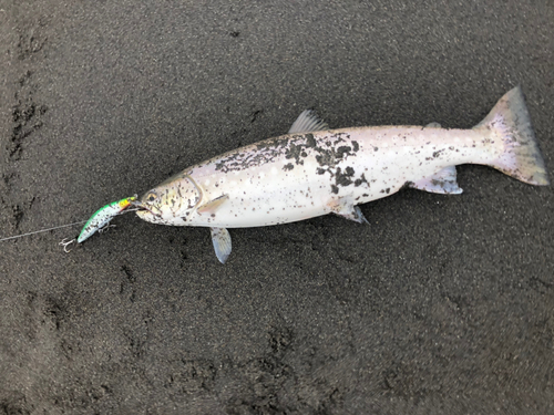 アメマスの釣果