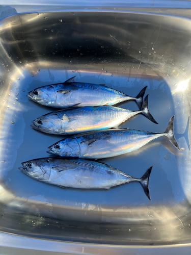 ソウダガツオの釣果