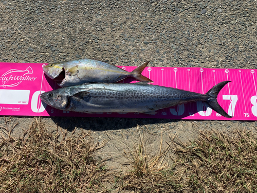 ショゴの釣果