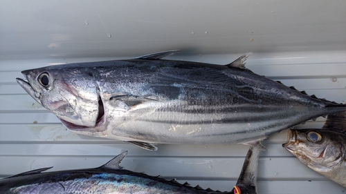 カツオの釣果