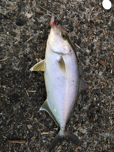 カンパチの釣果