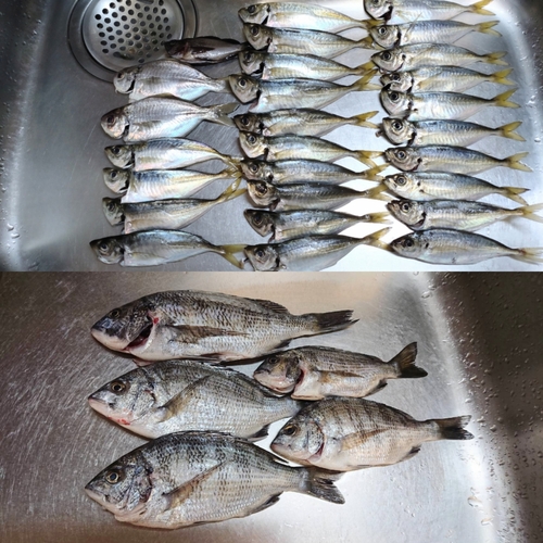 アジの釣果