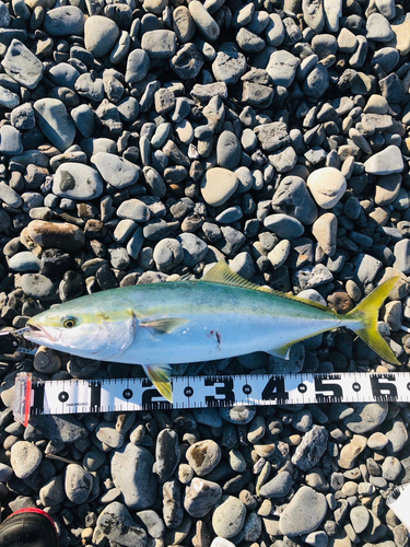 ワラサの釣果