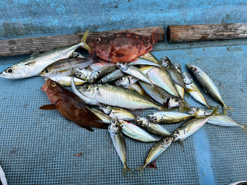 アジの釣果