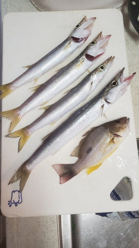 カマスの釣果