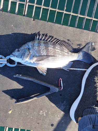 チヌの釣果