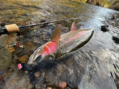 ニジマスの釣果