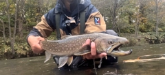 アメマスの釣果