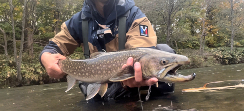 アメマスの釣果