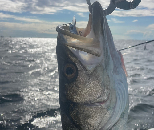 スズキの釣果