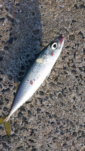 サバの釣果