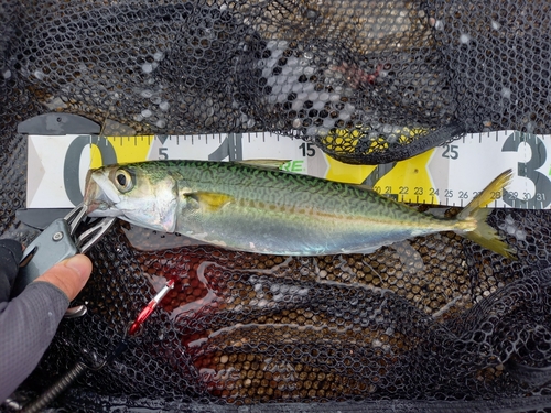 サバの釣果