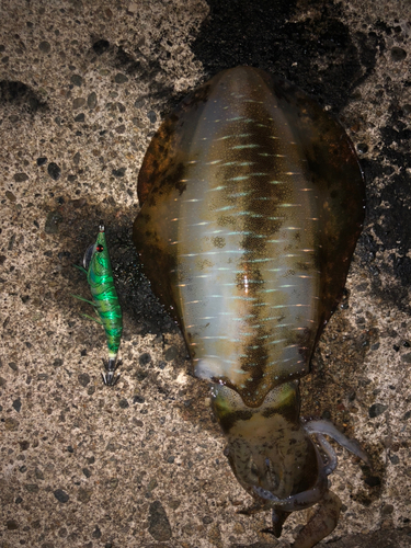 アオリイカの釣果