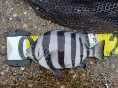 イシダイの釣果