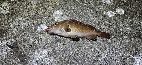 エゾメバルの釣果