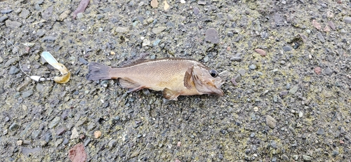 エゾメバルの釣果