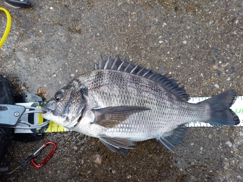 チヌの釣果