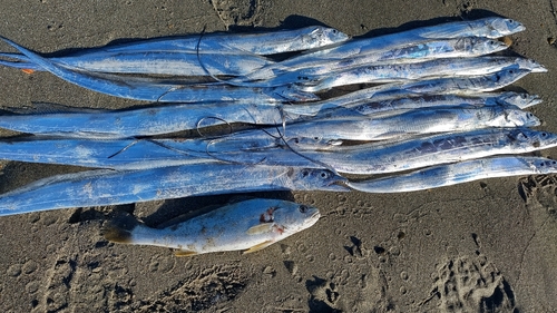 タチウオの釣果