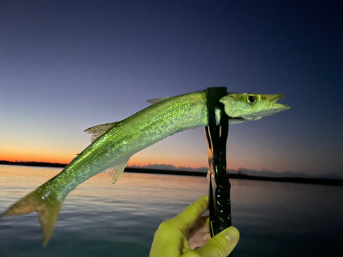 カマスの釣果