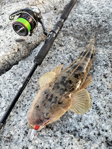 マゴチの釣果