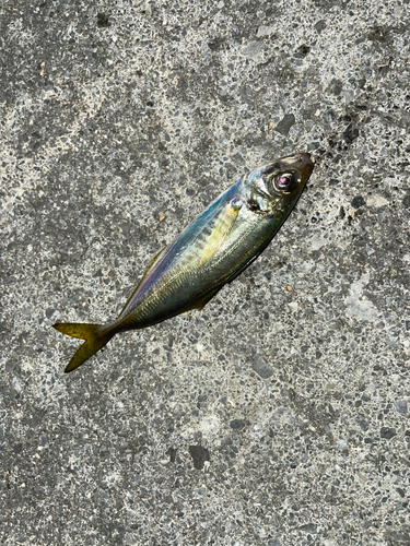 マアジの釣果