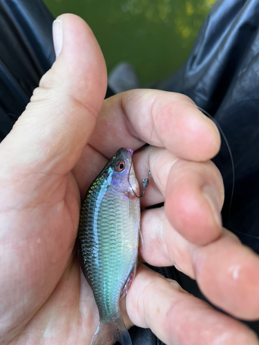 カネヒラの釣果