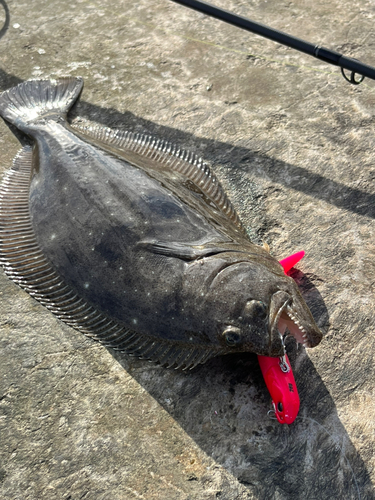 ソゲの釣果