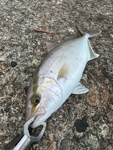 ショゴの釣果